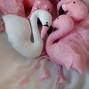 Tiny 20170725163414 90d71de5 flamingo swans