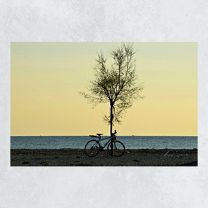 Μοναξιά.... ποδήλατο, δέντρο, θάλασσα, καμβάς, φωτογραφία - καλοκαίρι, καμβάς, χαρτί, αφίσες, παραλία - 2