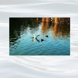 Πίνακας , Καλλιτεχνική Φωτογραφία "Φτερουγίσματα στην λίμνη" - διακοσμητικό, καμβάς, χαρτί, αφίσες - 2