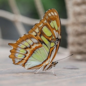 φυσικά φτερά πεταλούδας /Earrings from real butterfly wings. - ασήμι, γυαλί, πεταλούδα, κρεμαστά - 3