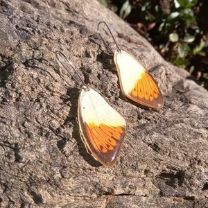 Σκουλαρίκια από φυσικά φτερά πεταλούδας / Earrings from real butterfly wings. - κρεμαστά - 2