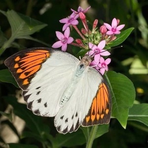 Σκουλαρίκια από φυσικά φτερά πεταλούδας / Earrings from real butterfly wings. - κρεμαστά - 4