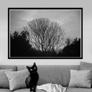 Κάδρο. Άσπρο-Μαύρο. - πίνακες & κάδρα, δέντρα, καλλιτεχνική φωτογραφία - 2