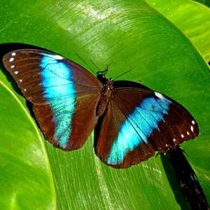 Σκουλαρίκια από αληθινά φτερά πεταλούδας Prepona. - μικρά, κρεμαστά - 3