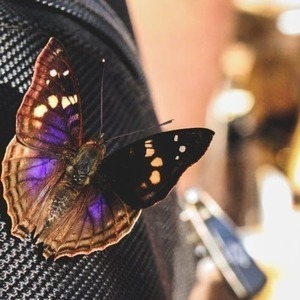 Σκουλαρίκια από φυσικά φτερά πεταλούδας/Earrings from real butterfly wings. - γυαλί, πεταλούδα, καθημερινό, κρεμαστά - 4