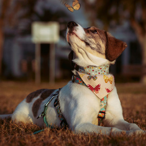 Μπαντάνα Σκύλου Βαμβακερή-Διπλής Όψης Πεταλούδες-Πουά MEDIUM (40 εκ. Περίμετρο Λαιμού)) - πουά, διπλής όψης, πεταλούδες, μπαντάνες, 100% βαμβακερό - 2