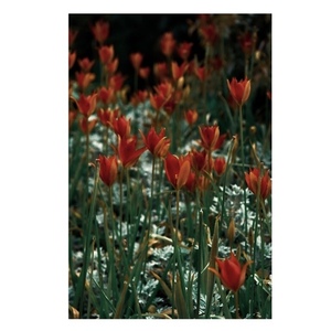 Printable Art|Photography "Field with red flowers". Ψηφιακό αρχείο - αφίσες