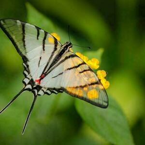 Φτερό αληθινης πεταλούδας σε άσπρο-μαύρο χρωμα με υγρό γυαλί. - γυαλί, ατσάλι, boho, κρεμαστά, γάντζος - 3