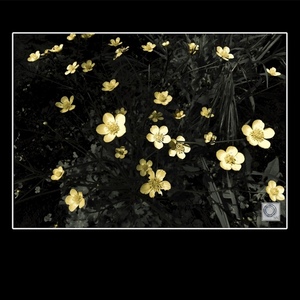 Printable Art|Photography "Yellow flowers". - Ψηφιακό αρχείο - καλλιτεχνική φωτογραφία - 2