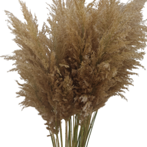 Pampas grass - boho, διακοσμητικά, 100% φυσικό - 2