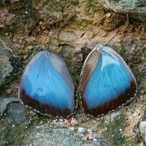Μπλε / Καφέ διπλής όψεως σκουλαρίκια με αληθινά φτερά πεταλούδας και γάτους από χειρουργικό ατσάλι. - πεταλούδα, ατσάλι, boho, κρεμαστά, γάντζος