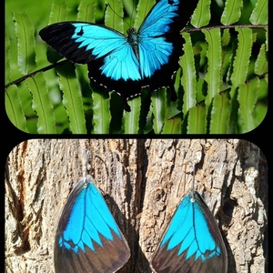 Papilio Ulysses πεταλούδα σε αποχρώσεις μπλε και Μαύρο. - γυαλί, ατσάλι, boho, κρεμαστά, γάντζος - 2