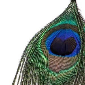 Σκουλαρικια με Φυσικά φτερά Παγωνιου - φτερό, ατσάλι, boho, μεγάλα - 2