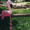 Tiny 20171011235512 cc91b960 flamingo plekto