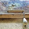Tiny 20171116122454 1cf9a06d pearl drop line