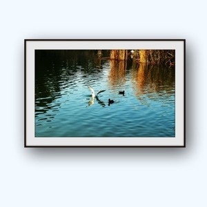 Πίνακας , Καλλιτεχνική Φωτογραφία "Φτερουγίσματα στην λίμνη" - διακοσμητικό, καμβάς, χαρτί, αφίσες - 3