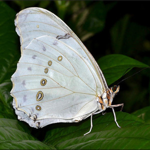 Σκουλαρίκια από φυσικά φτερά πεταλούδας. /Earrings from real butterfly wings. - γυαλί, πεταλούδα, κρεμαστά, μεγάλα - 2