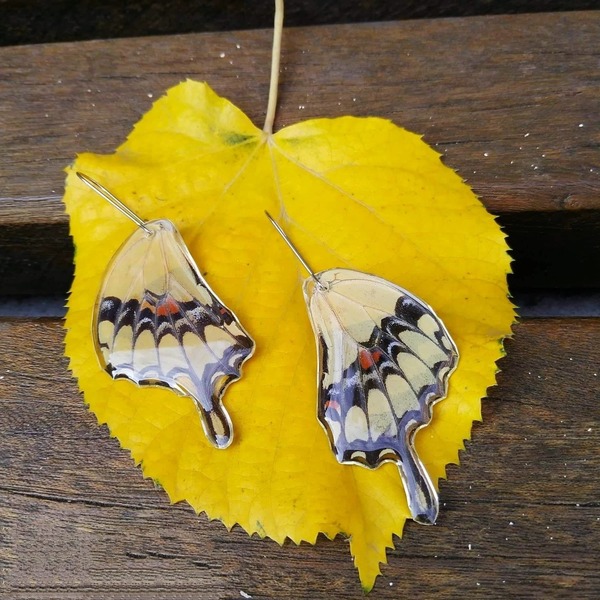 Σκουλαρίκια από φυσικά φτερά πεταλούδας/ Earrings from real butterfly wings. - ασήμι, γυαλί, πεταλούδα, κρεμαστά, μεγάλα - 2