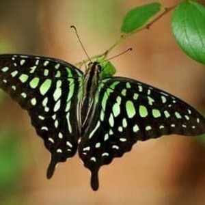 φτερά πεταλούδας/Earrings from real butterfly wings. - γυαλί, πεταλούδα, κρεμαστά, μεγάλα - 3