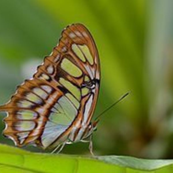 Φτερά πεταλούδας σε υγρό γυαλί/ σκουλαρίκια - γυαλί, πεταλούδα, boho, κρεμαστά - 3