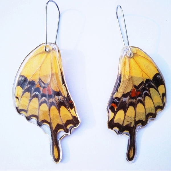 Σκουλαρίκια από φυσικά φτερά πεταλούδας/ Earrings from real butterfly wings. - ασήμι, γυαλί, πεταλούδα, κρεμαστά, μεγάλα
