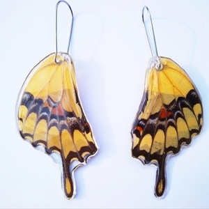 Σκουλαρίκια από φυσικά φτερά πεταλούδας/ Earrings from real butterfly wings. - ασήμι, γυαλί, πεταλούδα, κρεμαστά, μεγάλα