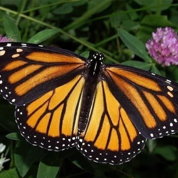 Σετ κολιέ και σκουλαρίκια από φυσικά φτερά πεταλούδας/Set pedant and earrings from real butterfly wings. - πεταλούδα, set, κοντά, boho, σετ κοσμημάτων - 4