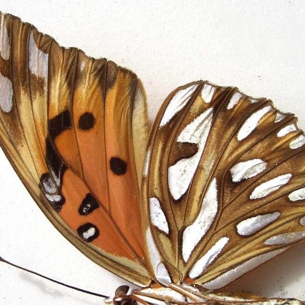 Σκουλαρίκια από φυσικά φτερά πεταλούδας διπλό - πεταλούδα, boho, κρεμαστά - 5