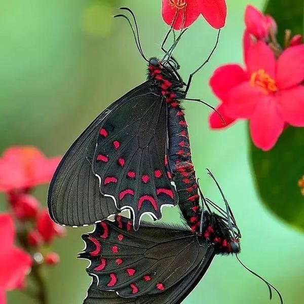 Μενταγιόν από φυσικό φτερό πεταλούδας /Pedant from real butterfly wings. - κοντά, μενταγιόν - 4