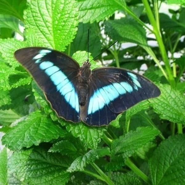 Σκουλαρικια από φυσικά φτερά πεταλούδας/ Earrings from real butterfly wings. - boho, κρεμαστά, μεγάλα - 4
