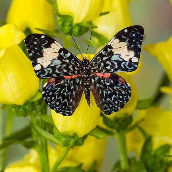 Σκουλαρίκια από Αληθινά φτερά μπλε πεταλούδας. - κρεμαστά - 4