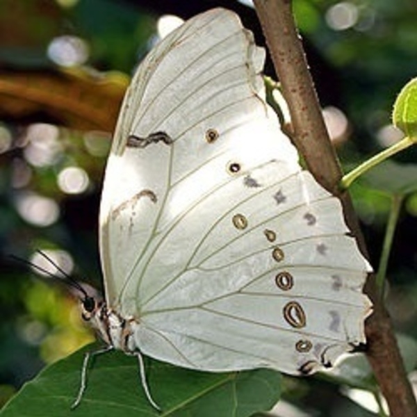 Αληθινό φτερό πεταλούδας σε ξύλο με βραχιολι μακραμε. - ύφασμα, μακραμέ, αυξομειούμενα - 4