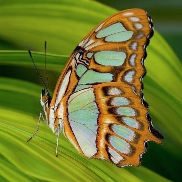 Σκουλαρίκια από φυσικά φτερά πεταλούδας.Siproeta Stelenes - κρεμαστά - 2