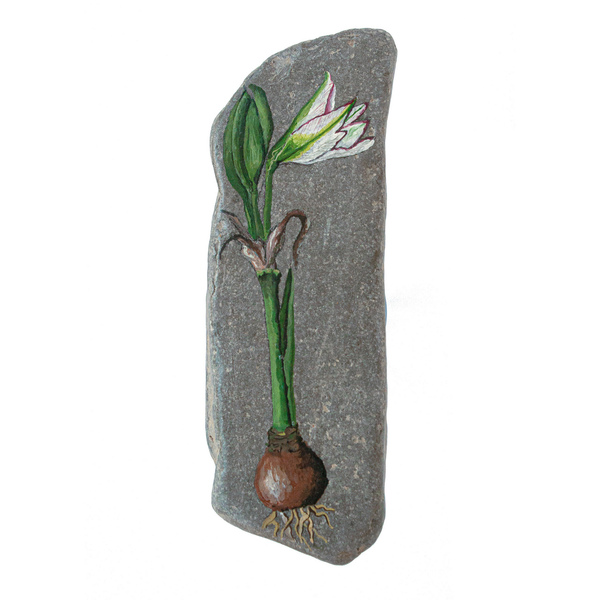 Αμαρυλλίδα - ζωγραφισμένα στο χέρι, πέτρα, διακοσμητικές πέτρες