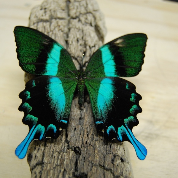 Σκουλαρίκια από αληθινά φτερά πεταλούδας σε μαύρο και πράσινο χρώμα. - κρεμαστά - 4