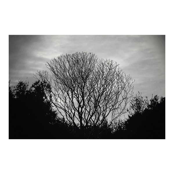 Κάδρο. Άσπρο-Μαύρο. - πίνακες & κάδρα, δέντρα, καλλιτεχνική φωτογραφία