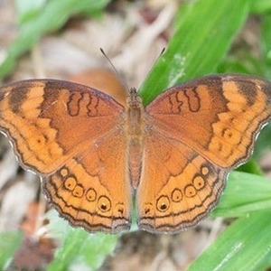 Σκουλαρίκια με φτερά πεταλούδας/ Earrings from real butterfly wings. - μακριά, boho, κρεμαστά, μεγάλα - 5