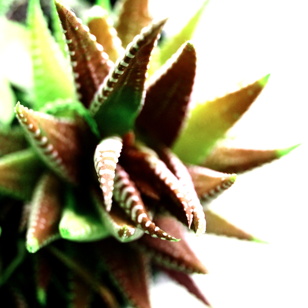 Close up photoshoot Haworthia fasciata - εκτύπωση, δώρο, διακόσμηση, αφίσες, Black Friday