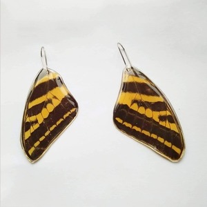 Σκουλαρίκια σε αποχρώσεις μαύρο κίτρινο, από φυσικά φτερά πεταλούδας /Earrings from real butterfly wings.