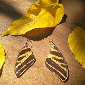 Σκουλαρίκια σε αποχρώσεις μαύρο κίτρινο, από φυσικά φτερά πεταλούδας /Earrings from real butterfly wings. - 2