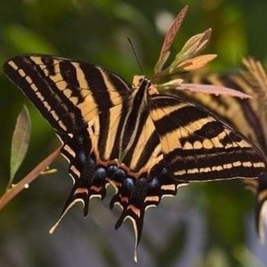 Σκουλαρίκια σε αποχρώσεις μαύρο κίτρινο, από φυσικά φτερά πεταλούδας /Earrings from real butterfly wings. - 3