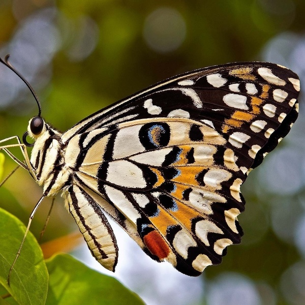 Σκουλαρίκια από αληθινά φτερά πεταλούδας πολύχρωμο - γυαλί, μικρά, υποαλλεργικό, κρεμαστά - 3