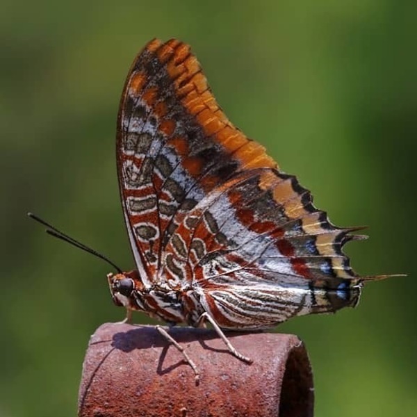 Μενταγιόν φτερό πεταλούδας/Pedant from real butterfly wings. - μακριά, ατσάλι, μενταγιόν - 3