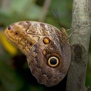 Δαχτυλίδι με αληθινά φτέρα πέταλουδας/Ring with real butterfly wings. - φτερό, ατσάλι, μεγάλα, αυξομειούμενα - 4