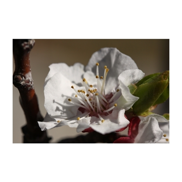 Κάδρο 35x50εκ. Λουλούδι. Εκτύπωση φωτο σε υλικό foam πάχους 1εκ. - πίνακες & κάδρα, διακόσμηση, λουλούδι