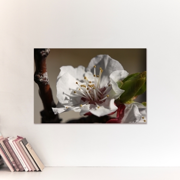 Κάδρο 35x50εκ. Λουλούδι. Εκτύπωση φωτο σε υλικό foam πάχους 1εκ. - πίνακες & κάδρα, διακόσμηση, λουλούδι - 2