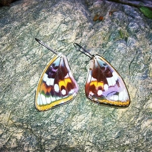 Σκουλαρίκια από φυσικά φτερά πεταλούδας/Earrings from real butterfly wings. - γυαλί, πεταλούδα, καθημερινό, κρεμαστά - 2