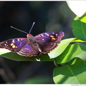 Σκουλαρίκια από φυσικά φτερά πεταλούδας/Earrings from real butterfly wings. - γυαλί, πεταλούδα, καθημερινό, κρεμαστά - 3