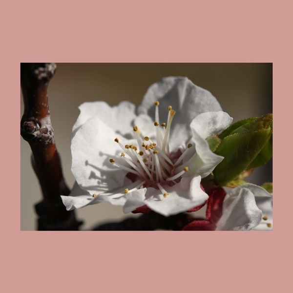 Κάδρο 35x50εκ. Λουλούδι. Εκτύπωση φωτο σε υλικό foam πάχους 1εκ. - πίνακες & κάδρα, διακόσμηση, λουλούδι - 4