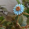 Tiny 20200822101406 f91daeb4 baby blue daisy